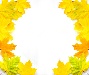 Naklejka na ściany i meble Background of many yellow maple leaves with space for text on a white background. Autumn Leaf Background