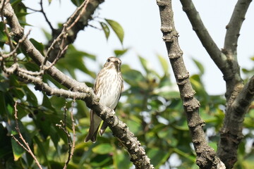 grey streaked flycatcher in a forest