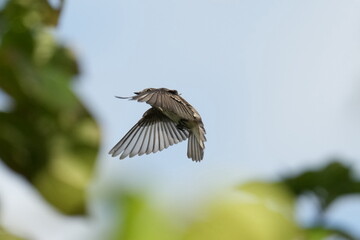 grey streaked flycatcher in a forest