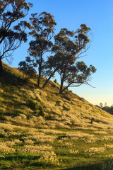 Trees and autumn grasses on a hillside, catching the last light of day