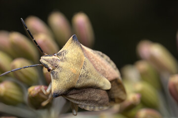 Shield bug on fennel. Close-up from above.