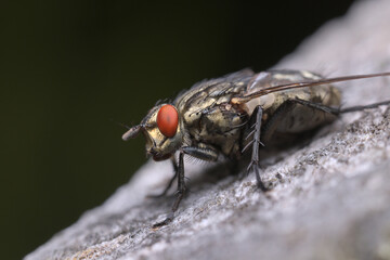 close-up of a housefly from the side