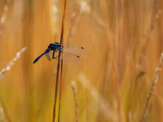dragonfly in autumn