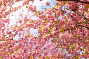Cheery blossom tree, luscious branches full of pink flowers up in the blue sky