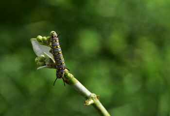 Beautiful nature caterpillar butterfly eat flower is very abundant life in the rain season.