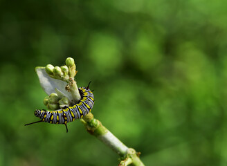 Beautiful nature caterpillar butterfly eat flower is very abundant life in the rain season.