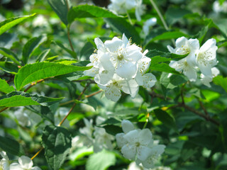 Fototapeta premium delicate fragrant jasmine is fragrant in the garden in spring