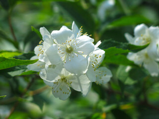 Obraz premium delicate fragrant jasmine is fragrant in the garden in spring