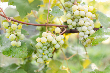 Green grape growing on the grape vines. Close up of ripe grapes hanging on branch. Hanging grapes. Grape farming. Wine making concept.