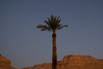 tree in the desert