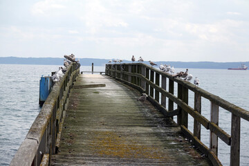 Naklejka premium Seebruecke bei Sassnitz, Ruegen