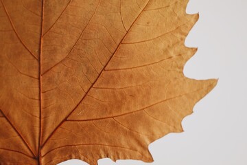 AUTUMN LEAVES AND WARM CLOTHES