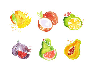 Set of hand drawn watercolor exotic fruit. Mango, coconut, guava, feijoa, fig tropical fruits vector illustration