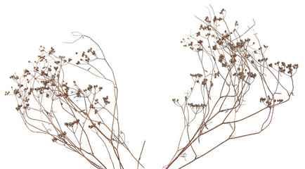 Dried meadow plants isolated on white background. Wild herbs, grasses or flowers in winter and autumn.