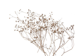 Dried meadow plants isolated on white background. Wild herbs, grasses or flowers in winter and autumn.
