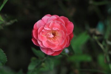 Pink rose growing in a farm