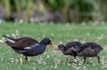 Fototapeta premium Teichhuhn mit Nachwuchs beim Füttern