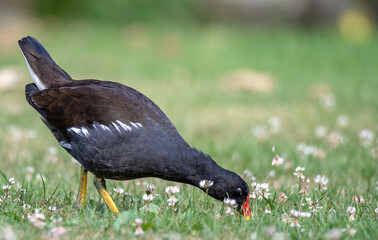 Teichhuhn mit Nachwuchs beim Füttern