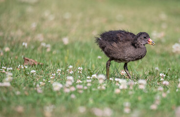Teichhuhn mit Nachwuchs beim Füttern