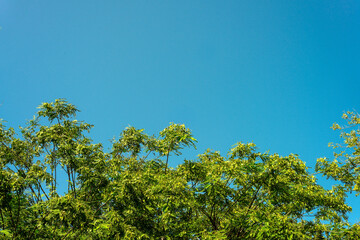 Treetops with green leaves against a blue sky