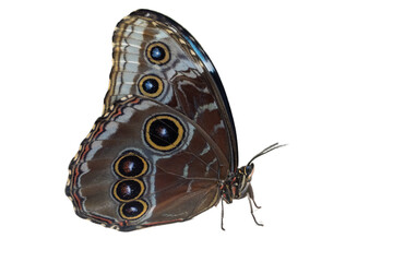 Group of Morpho peleides, the Peleides blue morpho, common morpho or the emperor isolated close up