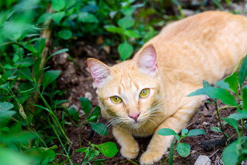 Naklejka na ściany i meble A orange tabby cat playing in the garden, portrait of cute cat, cat in the garden