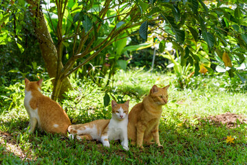 Fototapeta premium Cat family living in the garden, relaxing in the morning light, cats in in fruit orchard 