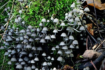 Rosnący w skupiskach drobny grzyb czernidłaczek gromadny (Coprinellus disseminatus) - obrazy, fototapety, plakaty