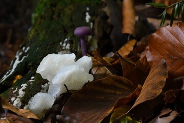 Wyglądający jakby był z lodu i śniegu grzyb galaretek kolczasty (Pseudohydnum gelatinosum), za nim lakówka ametystowa (Laccaria amethystina) - obrazy, fototapety, plakaty