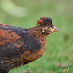 Close up of young brown rooster of Poland chicken