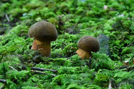 Rosnące pomiędzy mchami borowiki ceglastopore (Neoboletus erythropus)