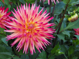 Sternförmige Dahlienblüte