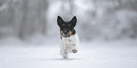 Jack Russell Terrier dog is racing fast over a snowy winter path