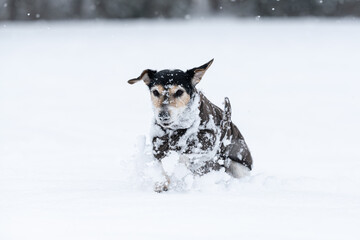 small dog runs over a meadow in the snow in winter and wears a warm coat - Cute Jack Russell Terrier hound, 12 years old