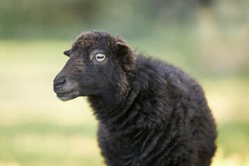 Fototapeta premium Close up of female black Ouessant sheep (Ushant sheep or Breton Dwarf)