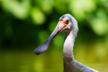 Spoonbill. Bird and birds. Water world and fauna. Wildlife and zoology.