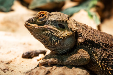 Fototapeta premium Central Bearded Dragon. Reptile and reptiles. Amphibian and Amphibians. Tropical fauna.