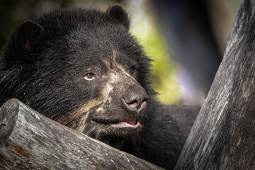 a black spectacled bear climbing a tree