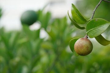 ツバキの実と緑のみかんの実