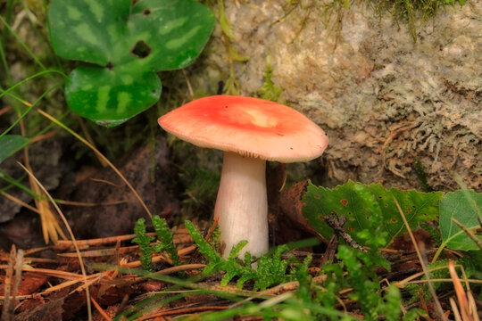 Champignon 