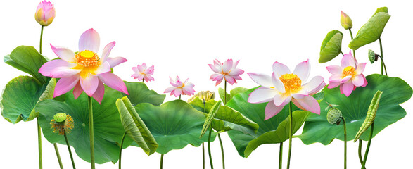 beautiful lotus and leaf in nature - Powered by Adobe