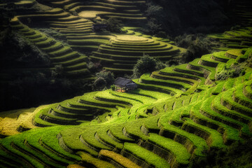 Beautiful rice terrace fields at Mu Cang Chai in Vietnam. Many rice fields planted as terraced belong to shape of hill and mountains. Popular place attractions for domestic and international tourists.