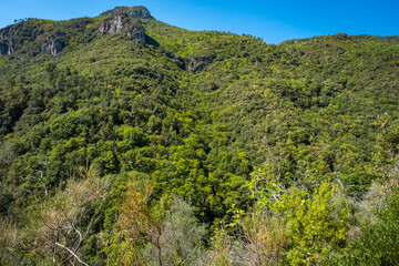 The hills, woods and olive trees of Val Nervia; It is a verdant valley in the Liguria Region (Northern Italy), between the sea and the Ligurian Alps, near the Italian-French border.