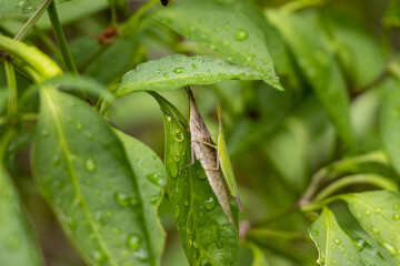 葉っぱの下で雨をしのぐ二匹のバッタ