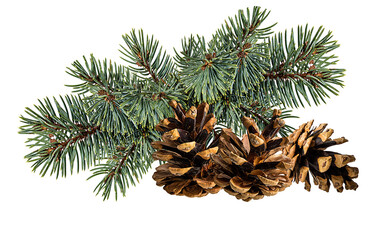 Cone and branch of fir-tree on a white background