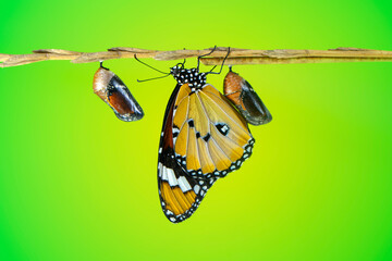 Obraz premium Amazing moment ,Large tropical butterfly hatch from the pupa and emerging with clipping path. Concept transformation of Butterfly
