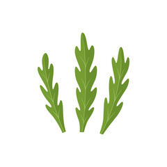 Arugula isolated on white background. Rucola, leafy greens. Vector illustration in flat style. 