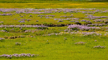 Fototapeta na wymiar Idyllic colorful landscape with violet flowers