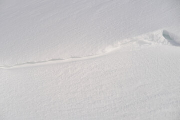 white snow lies on a flat surface, the texture of a snowdrift, beautiful winter landscape, snow-covered fluffy fir trees, walks in the winter white forest, snowfall