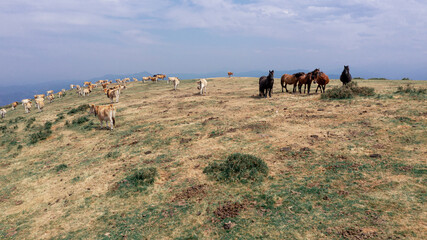 Vacas y caballos en el monte de Asturias. Naturaleza, paz y relax.